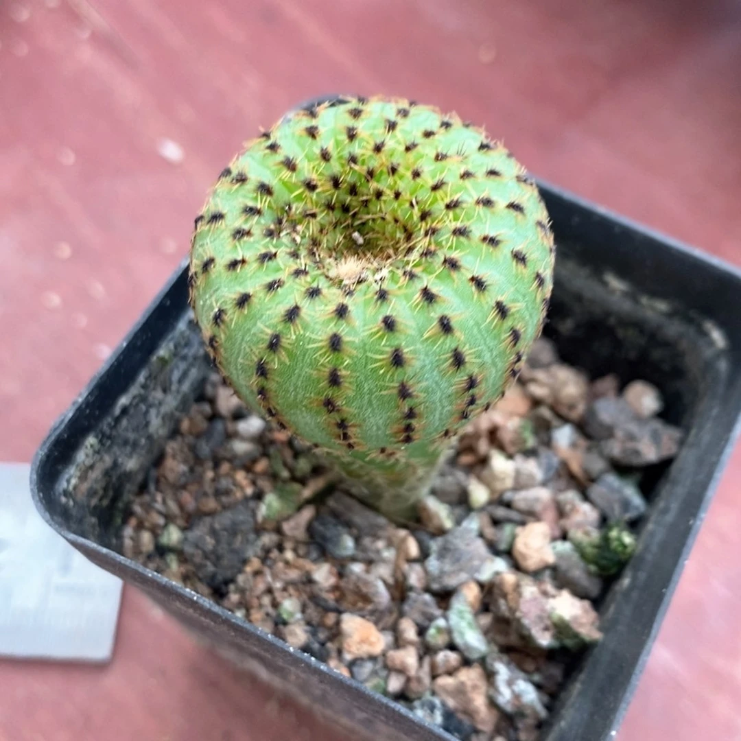 实生侍童3仙人球