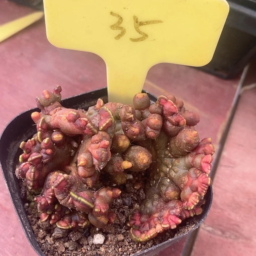 【闪购商品】高沙缀化7