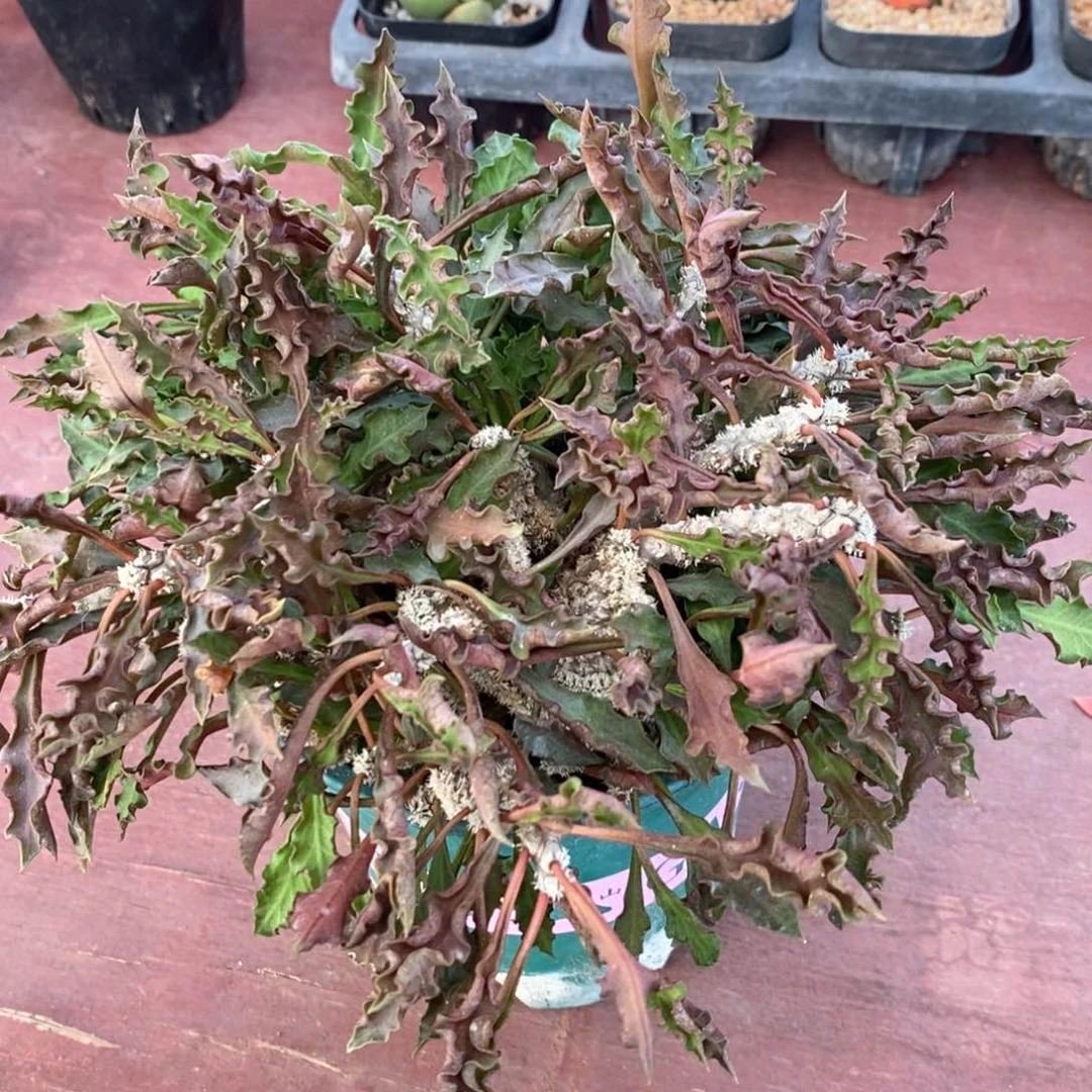 大皱叶麒麟16仙人球