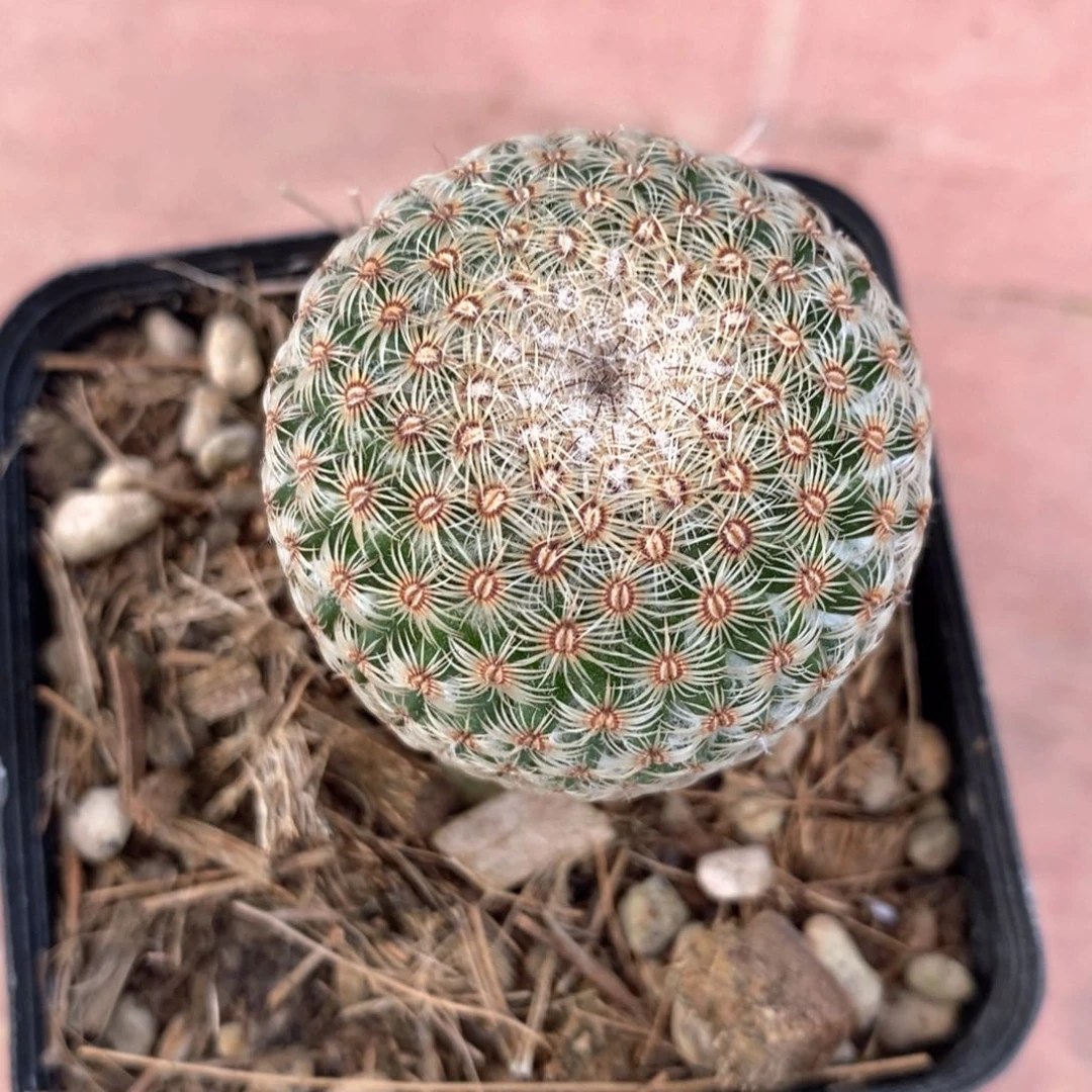 倩*神意丸单3仙人球