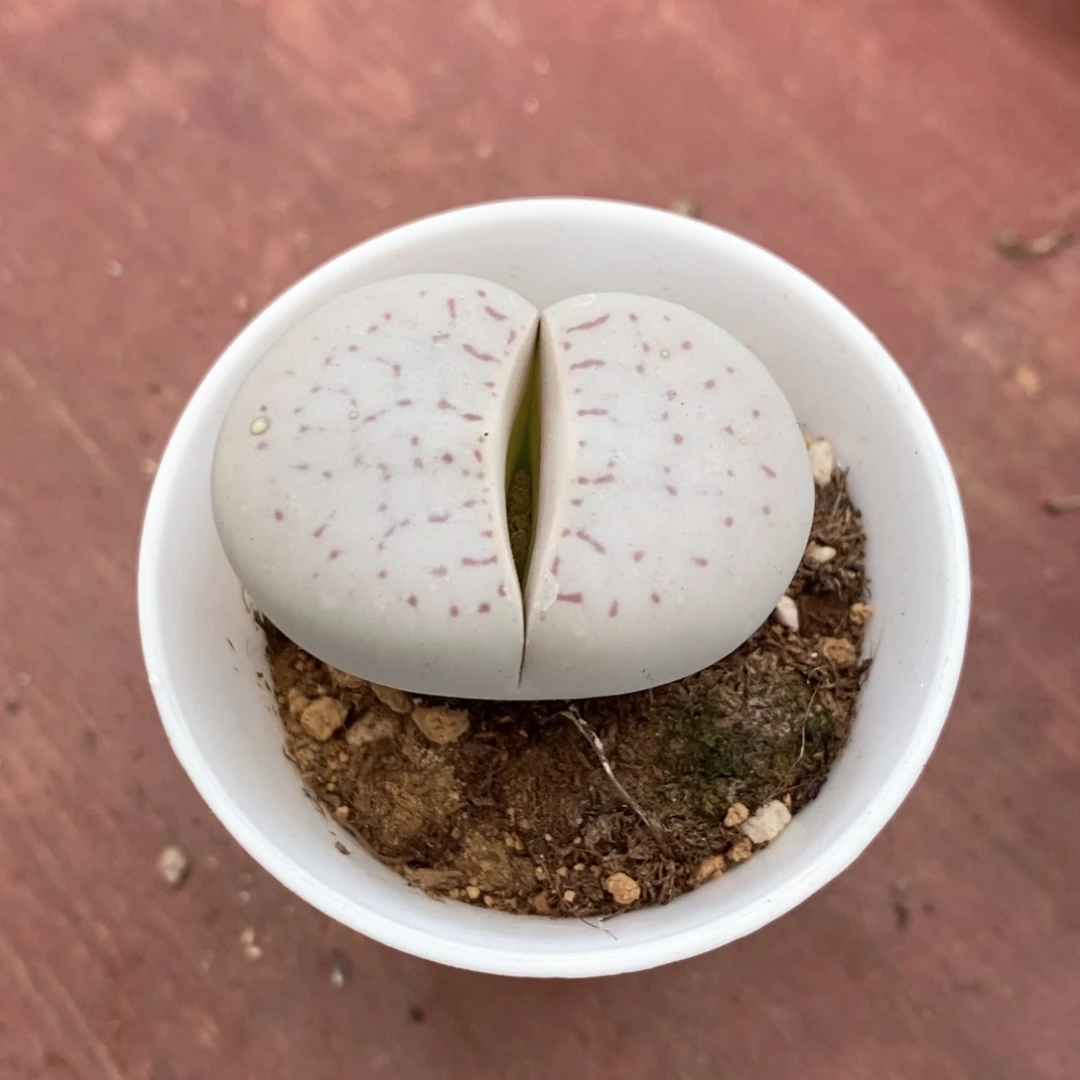 大白肉锥4仙人球