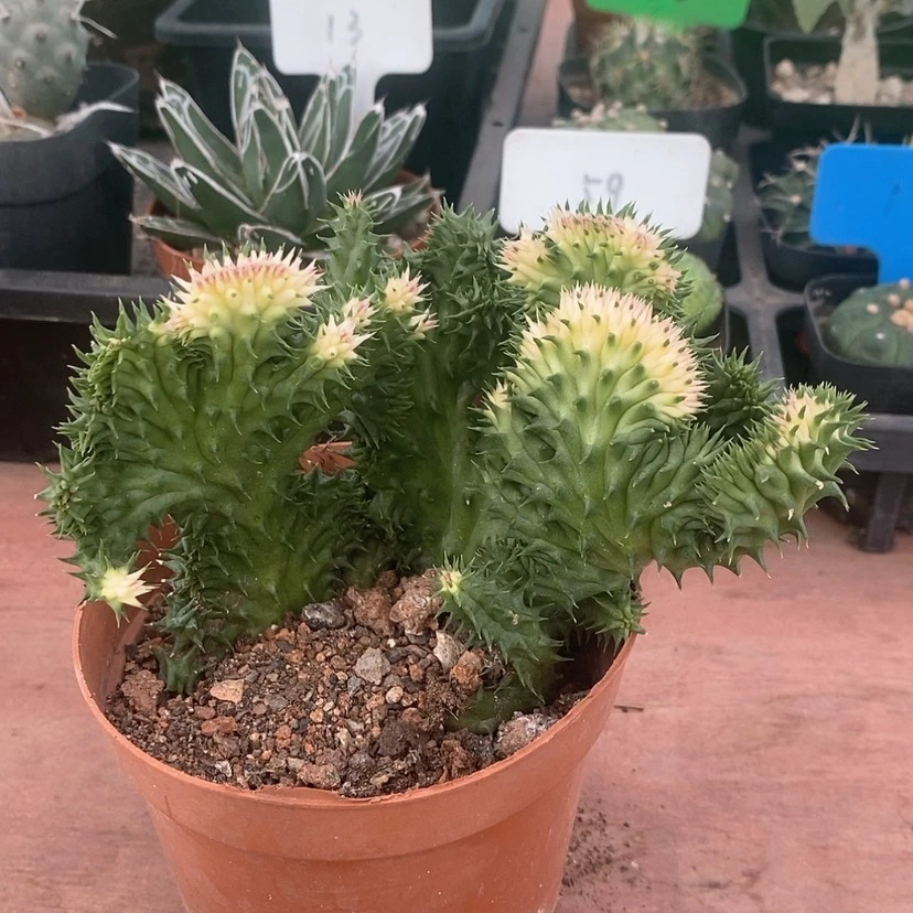 【闪购商品】修罗缀