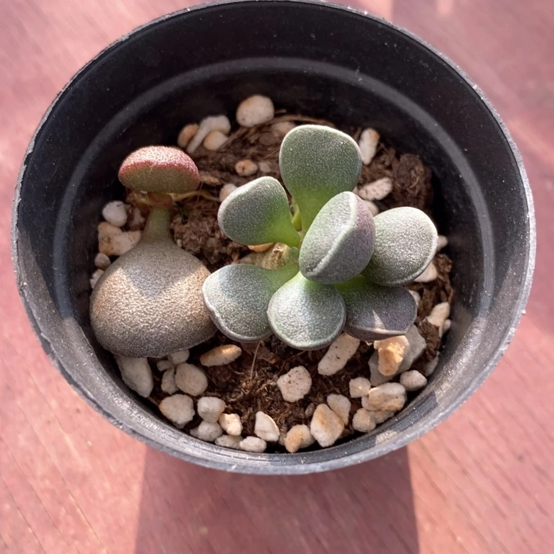 水泡多肉6仙人球