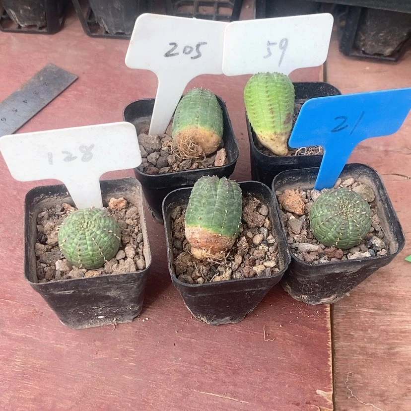 【闪购商品】一*布纹组合5颗
