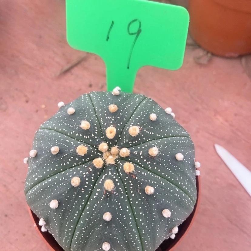 【闪购商品】大星兜7