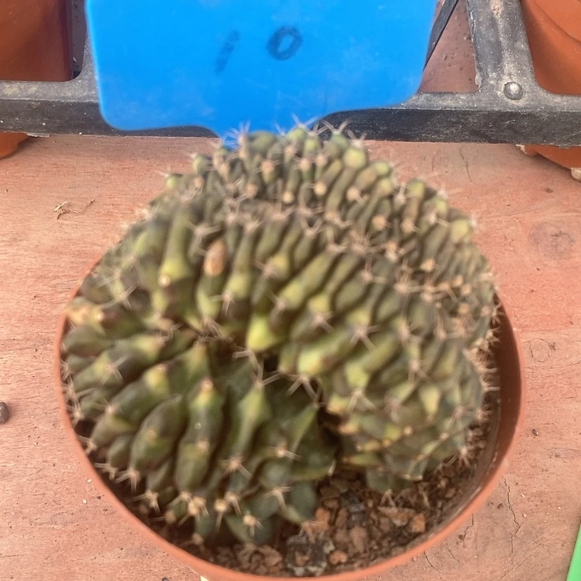 【闪购商品】缀化8
