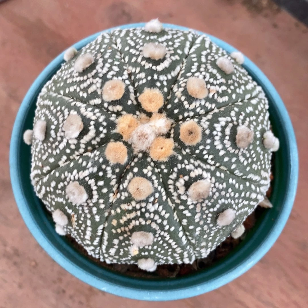 实生大星兜7仙人球