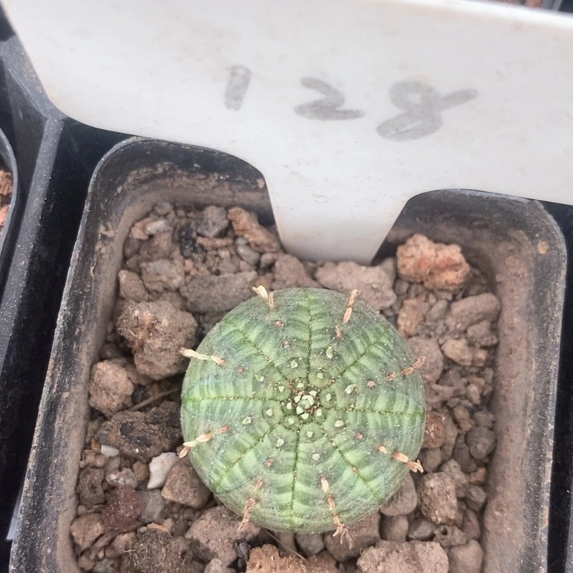 【闪购商品】布纹球3