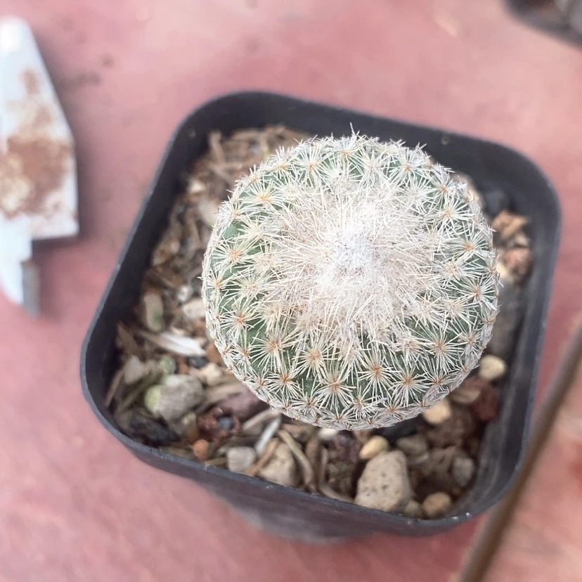 【闪购商品】月世界3