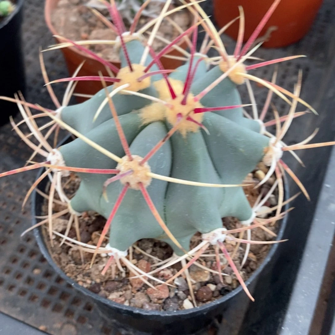 大江守玉单9仙人球