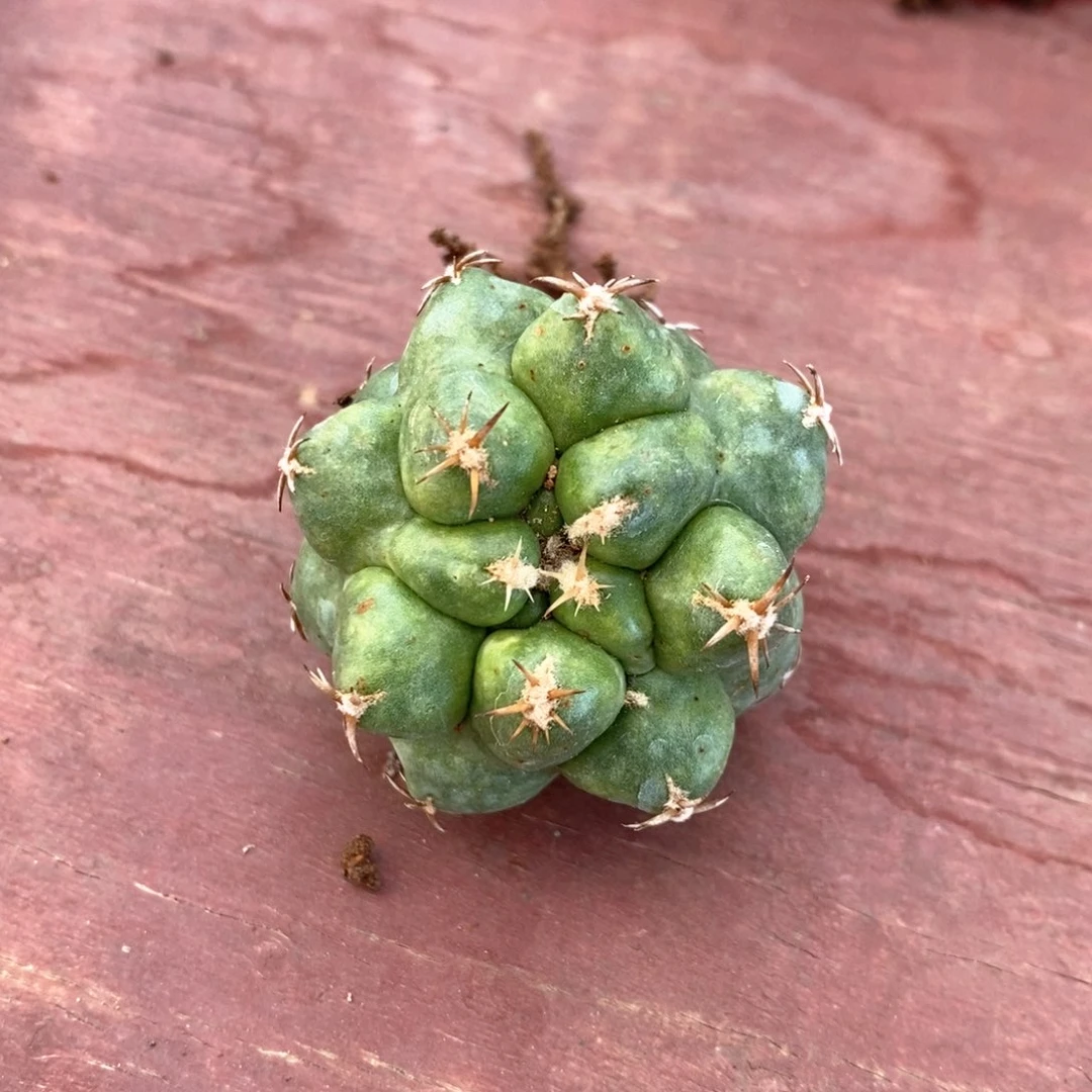 短豪刺象牙3仙人球