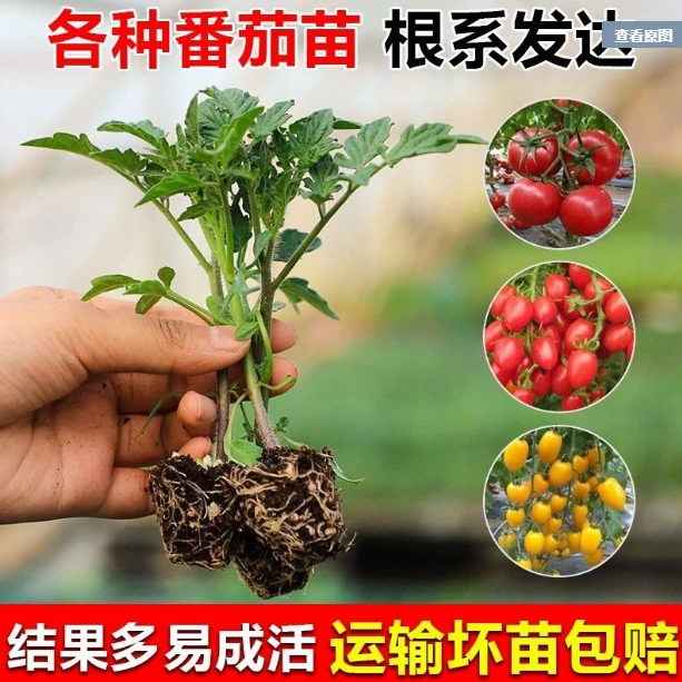 番茄苗秧春季秋季菜苗蔬菜苗西红柿番茄圣女果苗种苗阳台盆栽四季