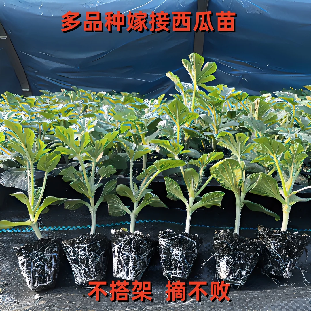 西瓜苗麒麟瓜早熟美都8424嫁接西瓜种苗盆栽地栽四季露天大棚种苗