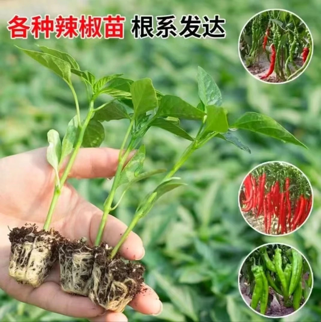 拍两单送10颗 辣椒苗苗子秧苗夏秋四季种植菜椒线杭椒蔬菜苗菜苗