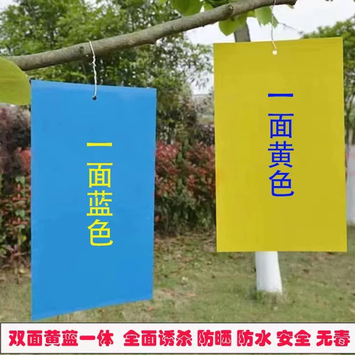 双面粘虫板黄蓝一体诱虫板蓟马板实蝇粘板防水大棚果园灭虫板贴纸