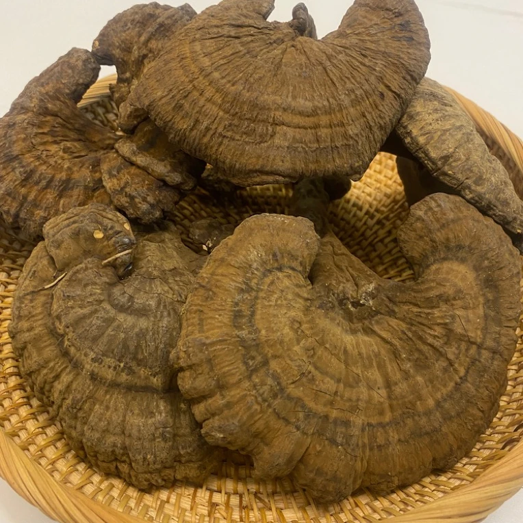 野生香血灵芝 皱盖假芝