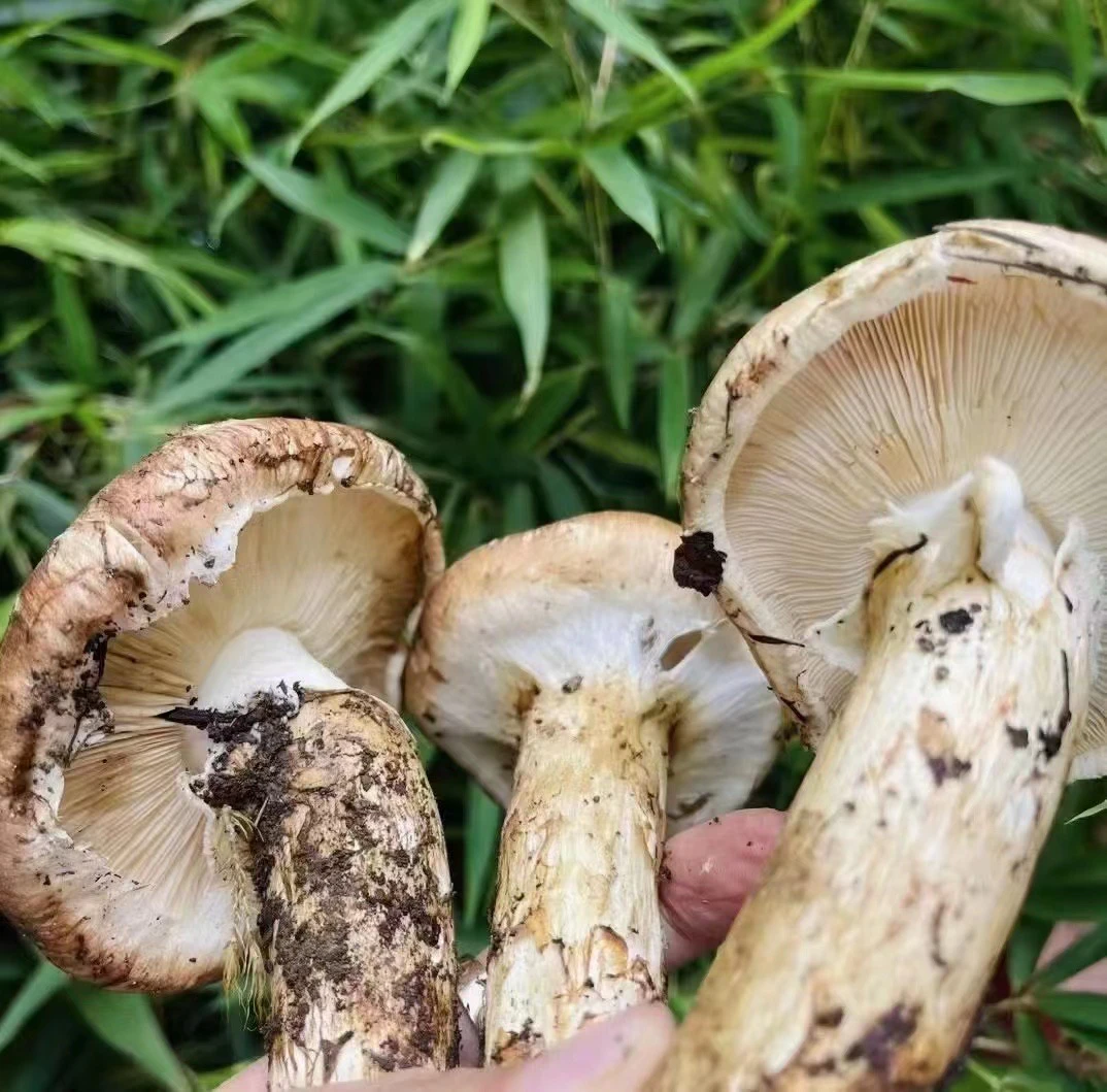 西藏波密鲜松茸B级参