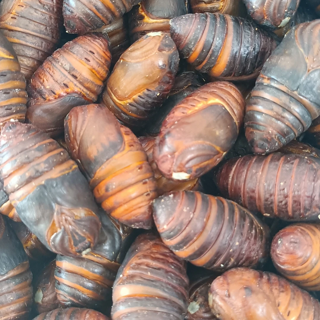 【海尚百鲜水产】大蚕蛹（1斤）