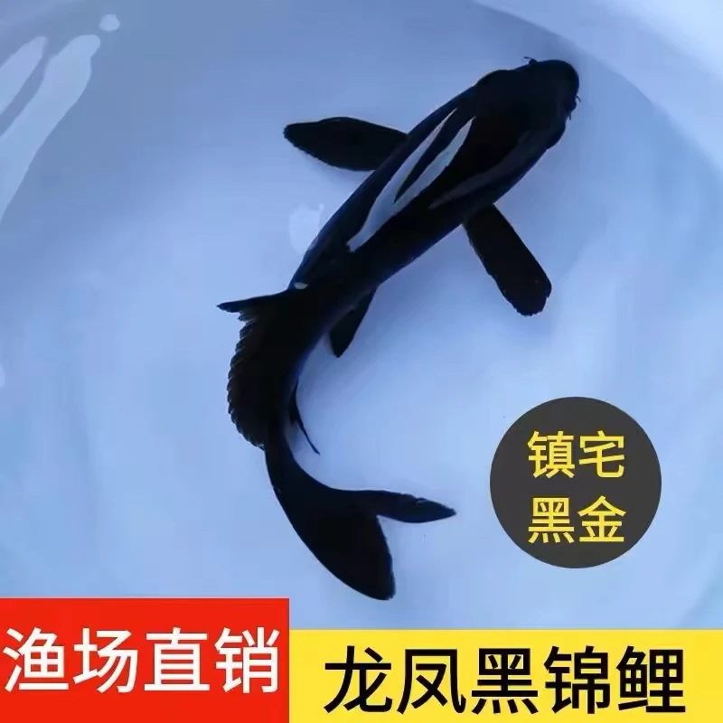 精品锦鲤【18-20cm】大尺寸1条冷水鱼包邮