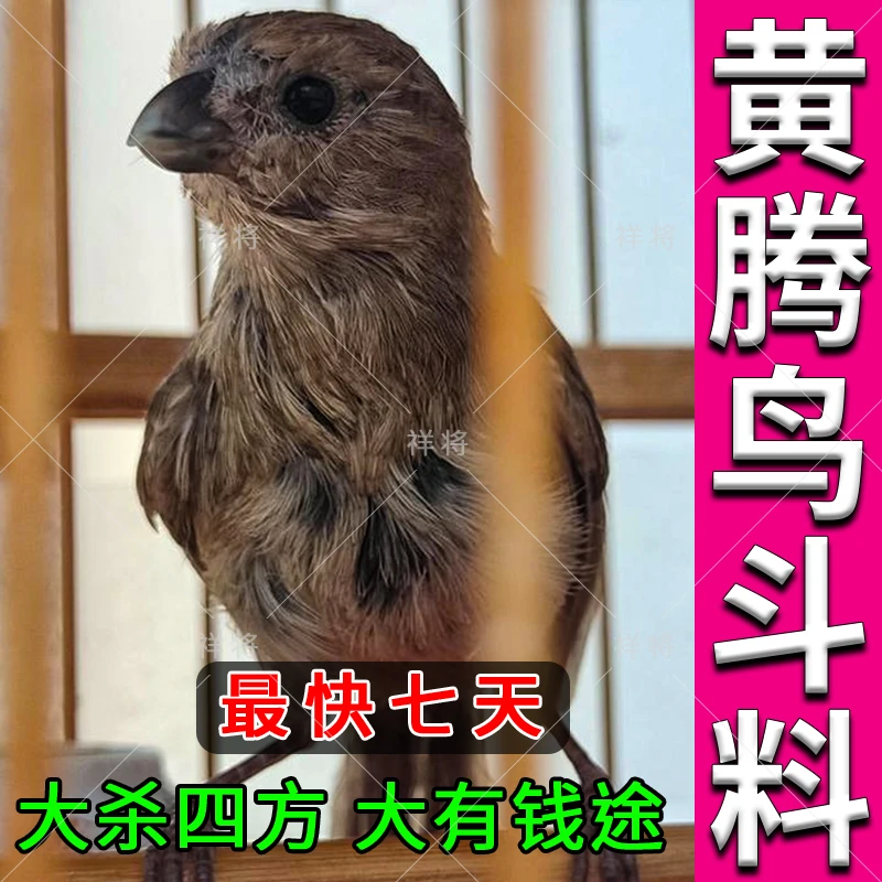 黄豆鸟饲料【正品】黄腾鸟食提性斗鸟粮打彩专用手工秘粉料500克