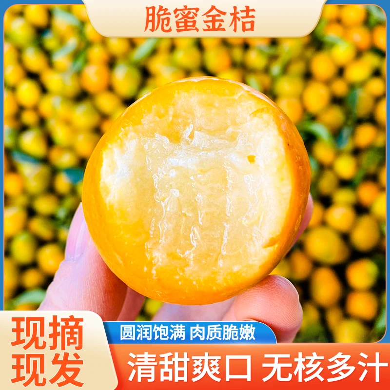 【顺丰发货】正宗脆蜜金桔清甜爽口无核多汁人工新鲜现摘现发2斤起
