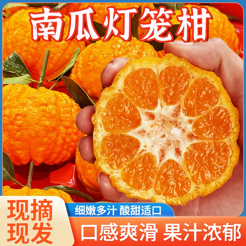 眉山南瓜柑灯笼柑南瓜红桔送礼发财柑清脆爆汁现发应季水果5斤起