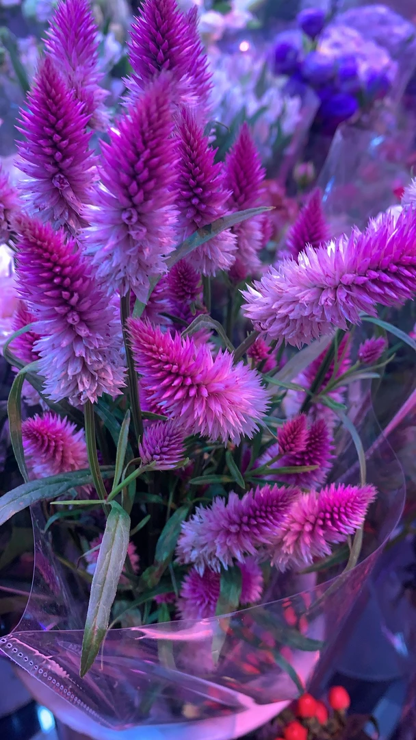 【喜运来鲜花】套餐紫色（随机发货）不支持售后花束绿植多头