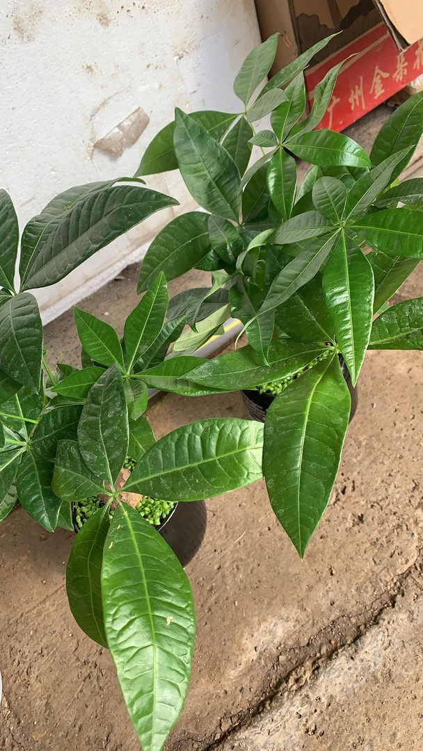 【喜运来鲜花】组合套餐