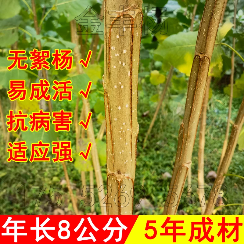 金丰杨3804无絮杨新品种3412速生无絮杨树苗长势快【全国包邮】