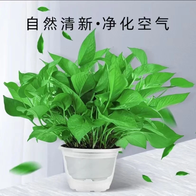 白盆绿萝盆栽绿色室内观叶植物吸甲醛净化空气好养易活美观