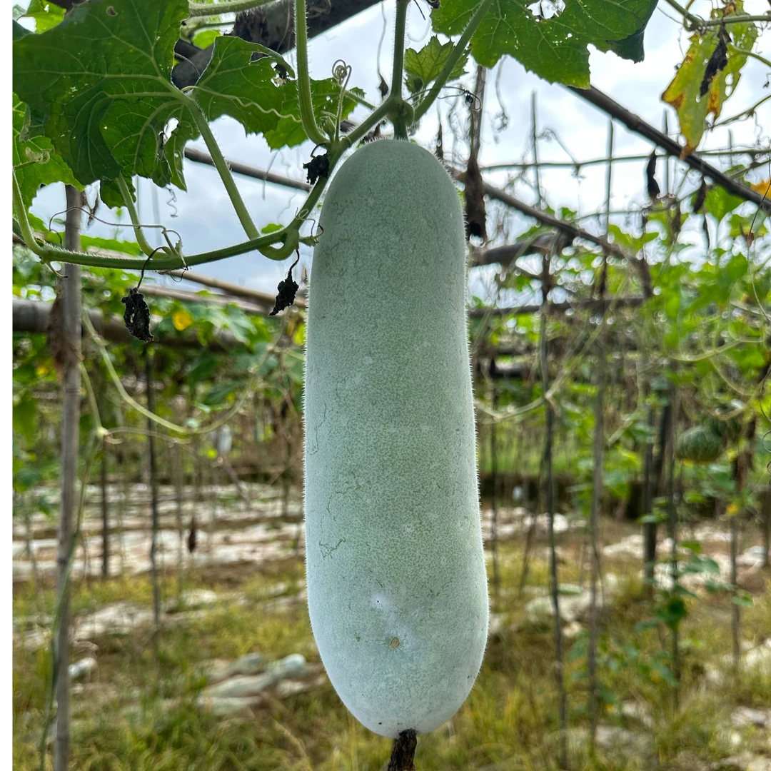 湖南永州农家自种新鲜小冬瓜现摘迷你小香冬瓜当季时令蔬菜水果瓜