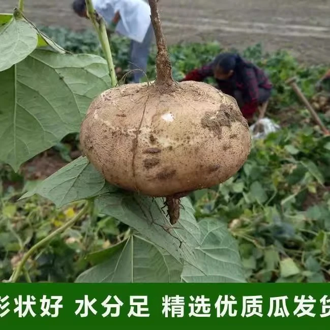 湖南凉薯新鲜现挖现发带泥发货脆甜多汁无渣农家地萝卜白地瓜沙葛