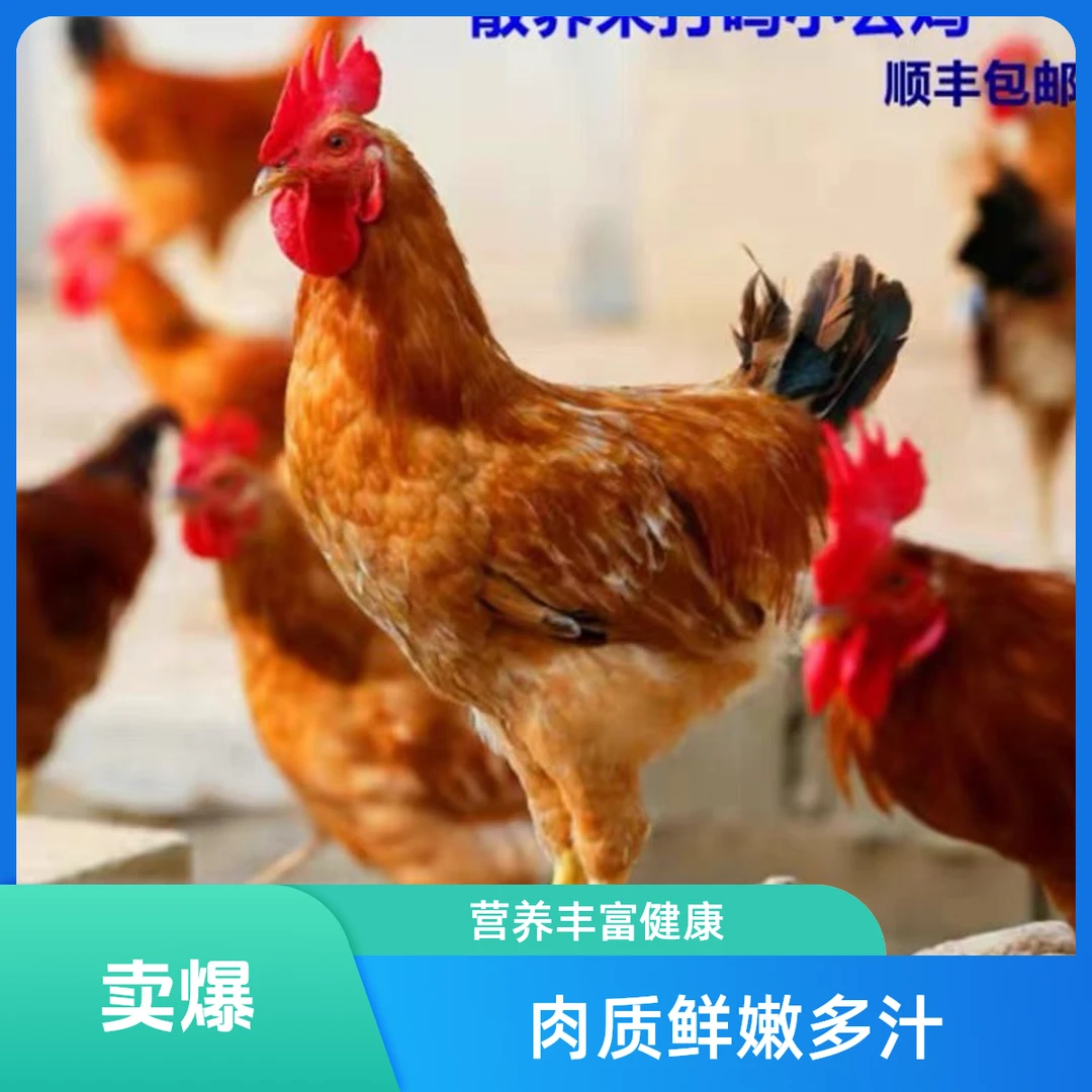 买二送一大别山散养走地鸡童子鸡顺丰新鲜农家散养净重5.4斤顺丰