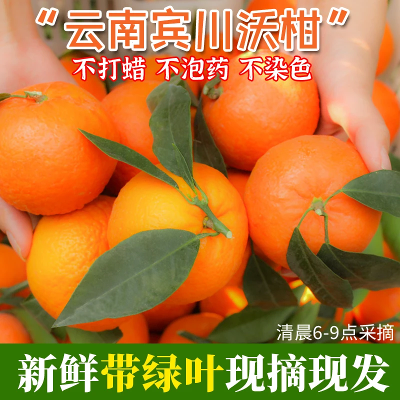 云南宾川正宗沃柑新鲜带叶现摘现发5斤/9斤整箱爆汁超甜当季水果