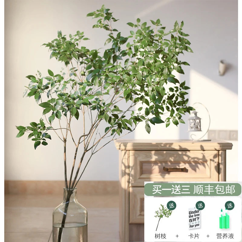 网红绿植雀舌杜鹃美男树马醉木鲜切水培植物北欧ins风室内好养活