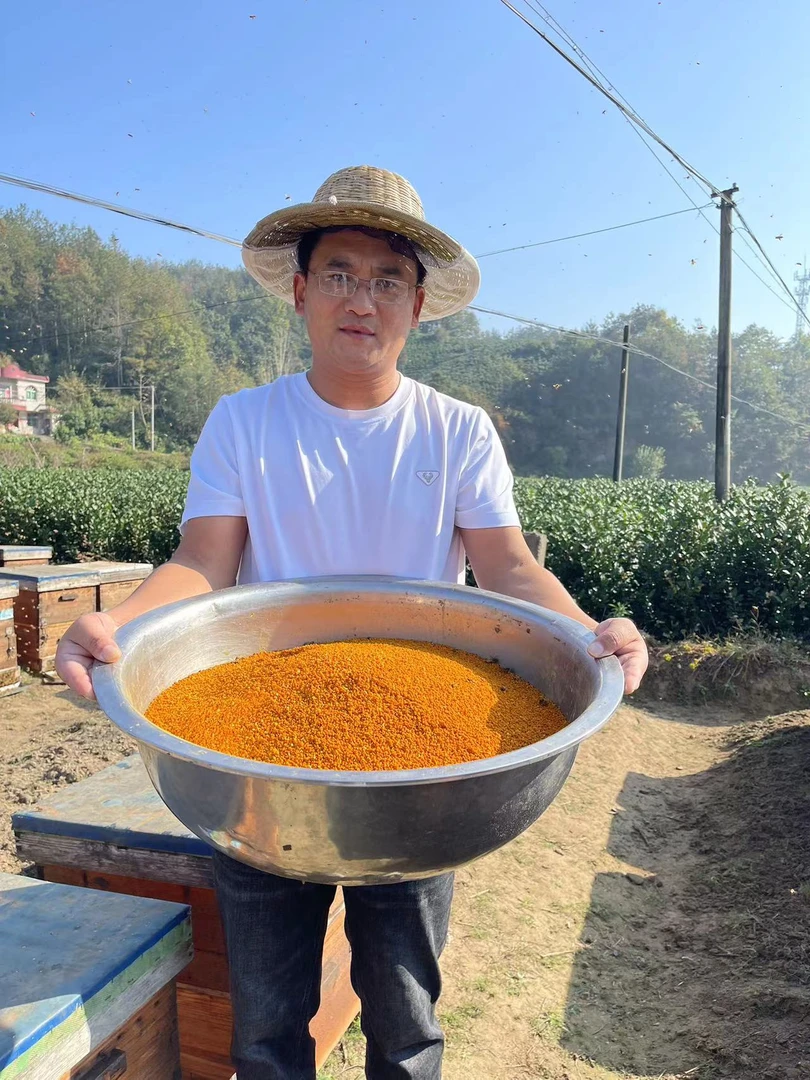 新鲜茶花粉三斤，精品白茶花粉自然晒干，淡淡茶香