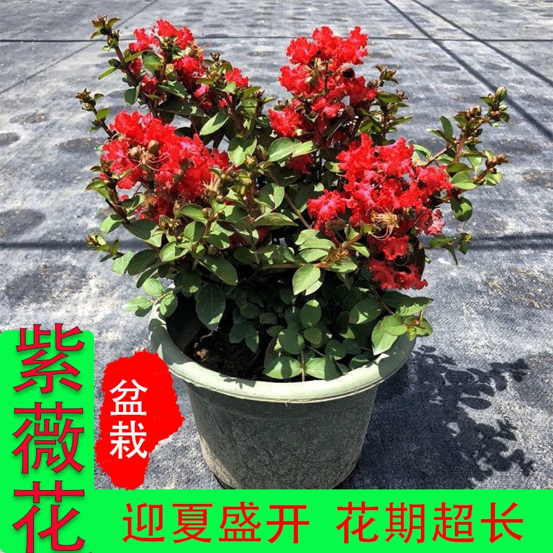 美国紫薇盆栽盆景红火箭天鹅绒百日红老庄室内室外耐寒耐旱好养