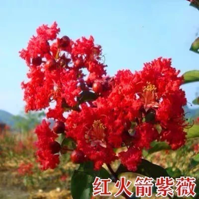 紫薇花，拍一发3盆栽地栽