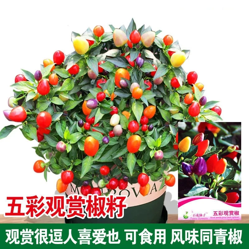 五彩观赏椒种子彩色泡椒小辣椒朝天椒种籽簇生黄红绿小辣椒观赏