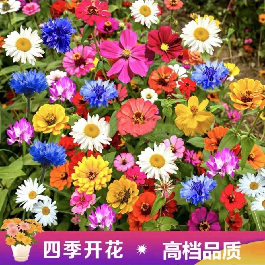野花组合花种子波斯菊花种籽子四季播种开花格桑花花籽太阳花种孑