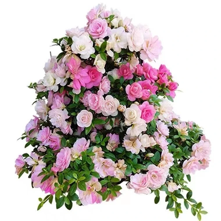 稀有品种皋月杜鹃花娟之舞五彩夏娟五宝绿珠莹沙浪女小町一树多色