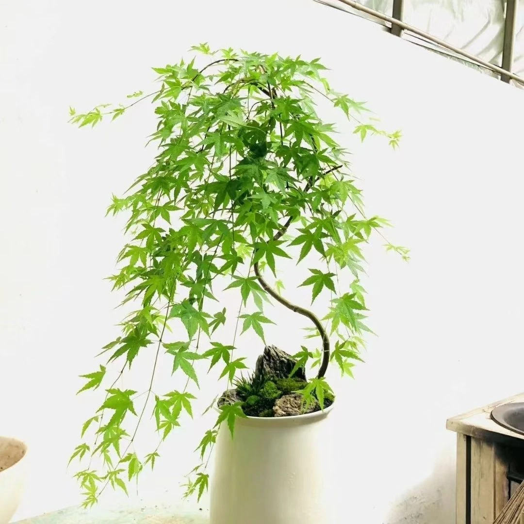 世界名枫流泉枫黄金枫办公接待前台盆栽四季常青假山造景庭院绿植