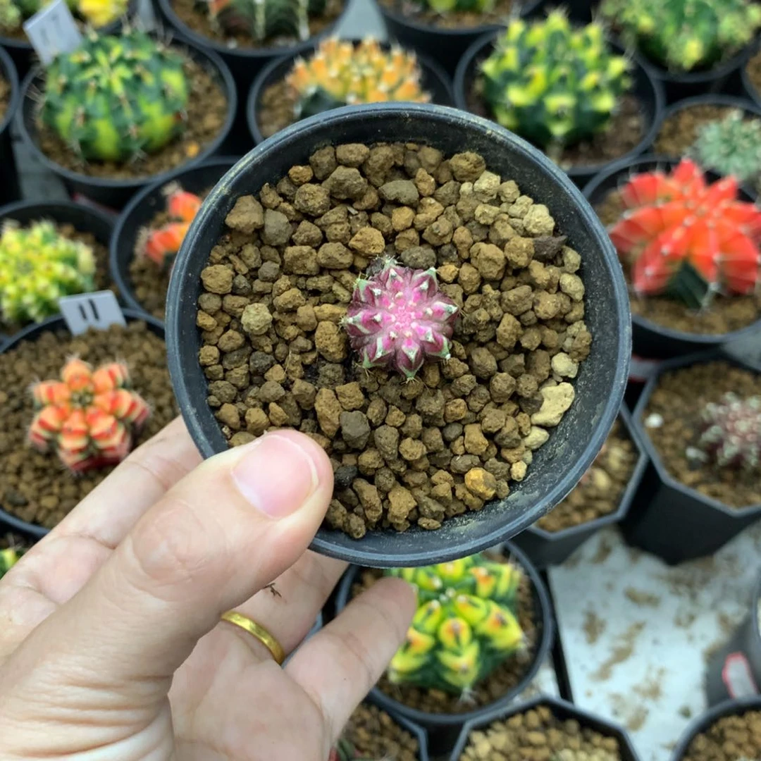 仙人球米哈牡丹锦