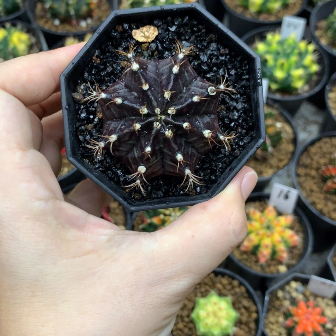 仙人球米哈牡丹锦