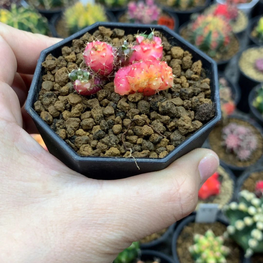 仙人球米哈牡丹锦