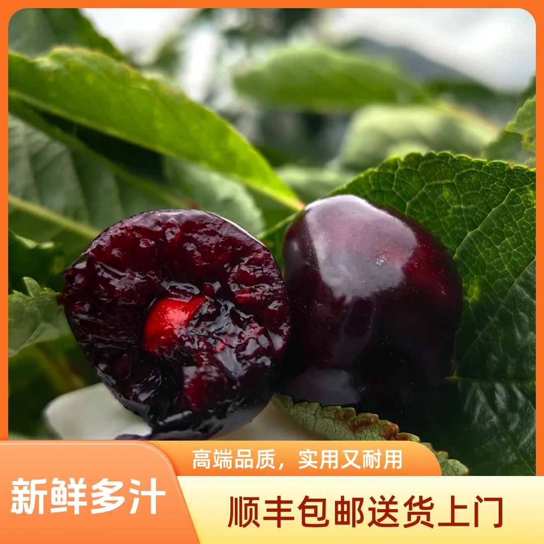 渝川链接）正宗汉源车厘子小白袋套袋黑珍珠新鲜多汁产地顺丰包邮