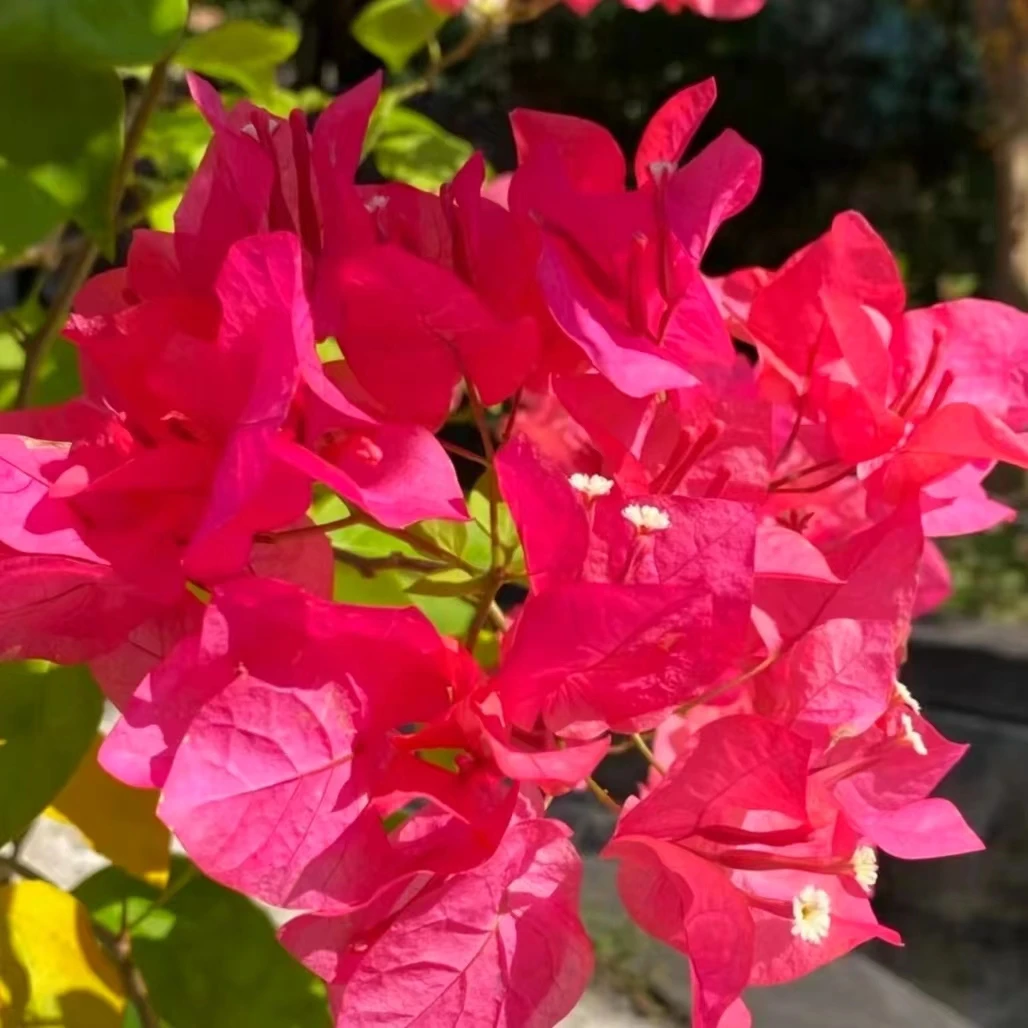 花前三角梅可爬藤可垂丝庭院客厅阳台四季开花