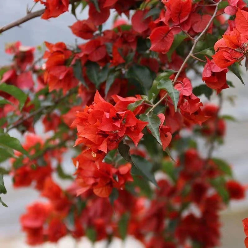 三角梅四季开花可爬藤可垂丝不带花