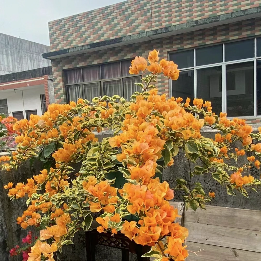 新品花叶黎明三角州·三角梅四季勤花室外走廊四季开花好养绿植