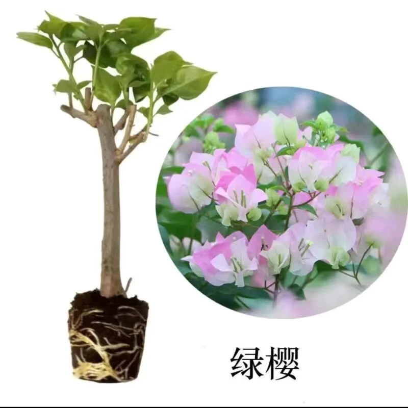 三角梅绿樱中国红四季勤花重瓣花阳台庭院花卉